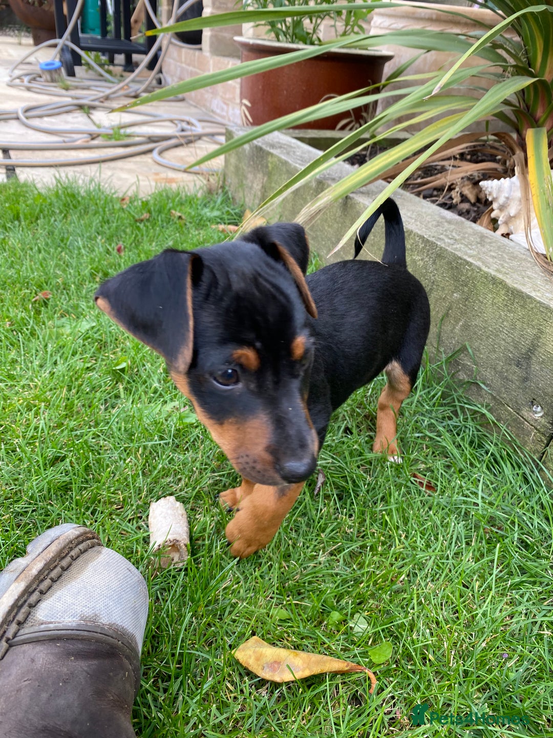 Jack Russell dogs for sale: Jack Russell terrier puppies - Image 4