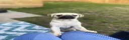 Pug dogs for sale: 3 year old pug  in Bacup - Advert 3