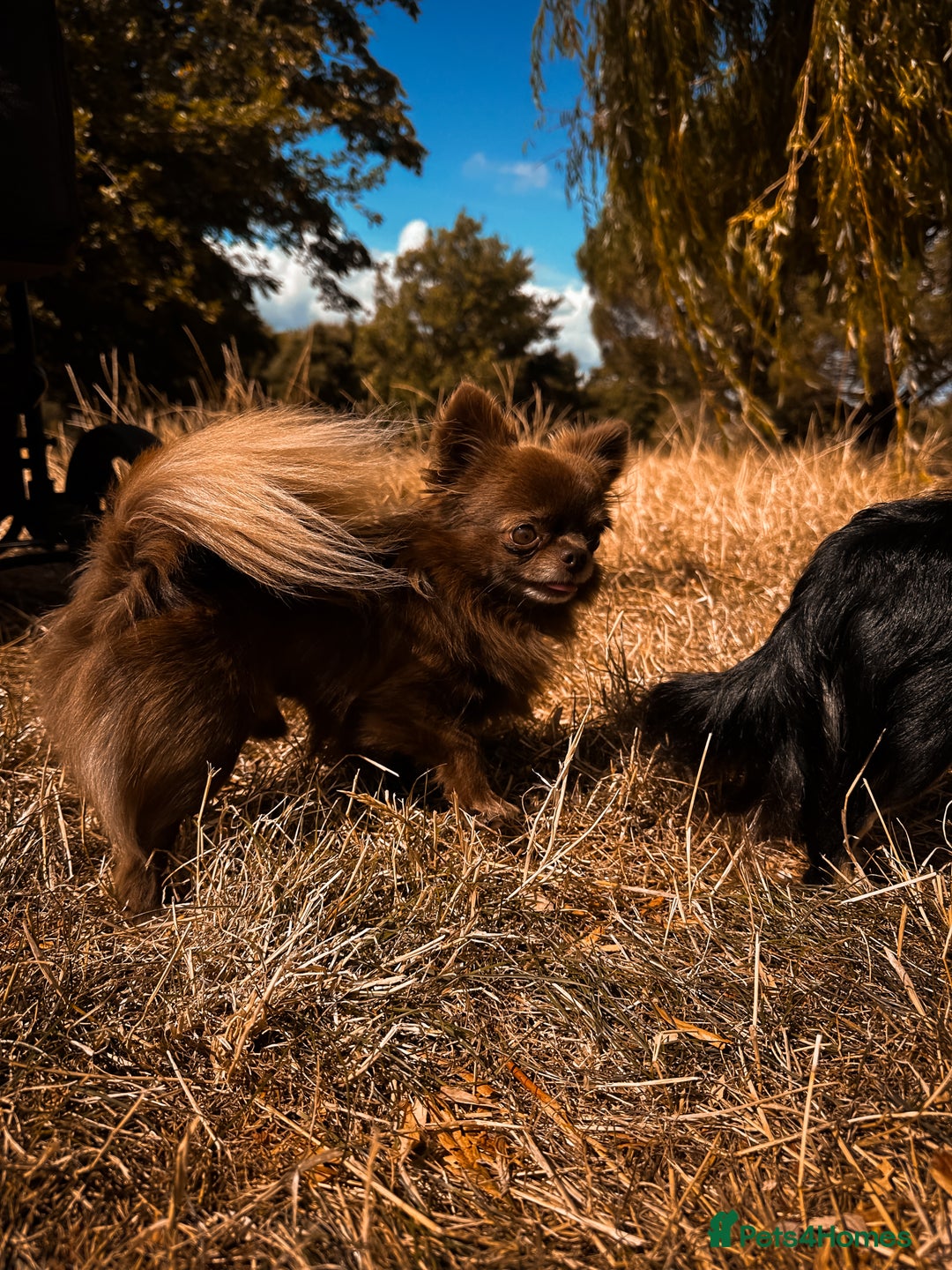 Chihuahua dogs for stud: ❤️ KC REG EXTENSIVELY HEALTH TESTED STUD ❤️ in London - Advert 21