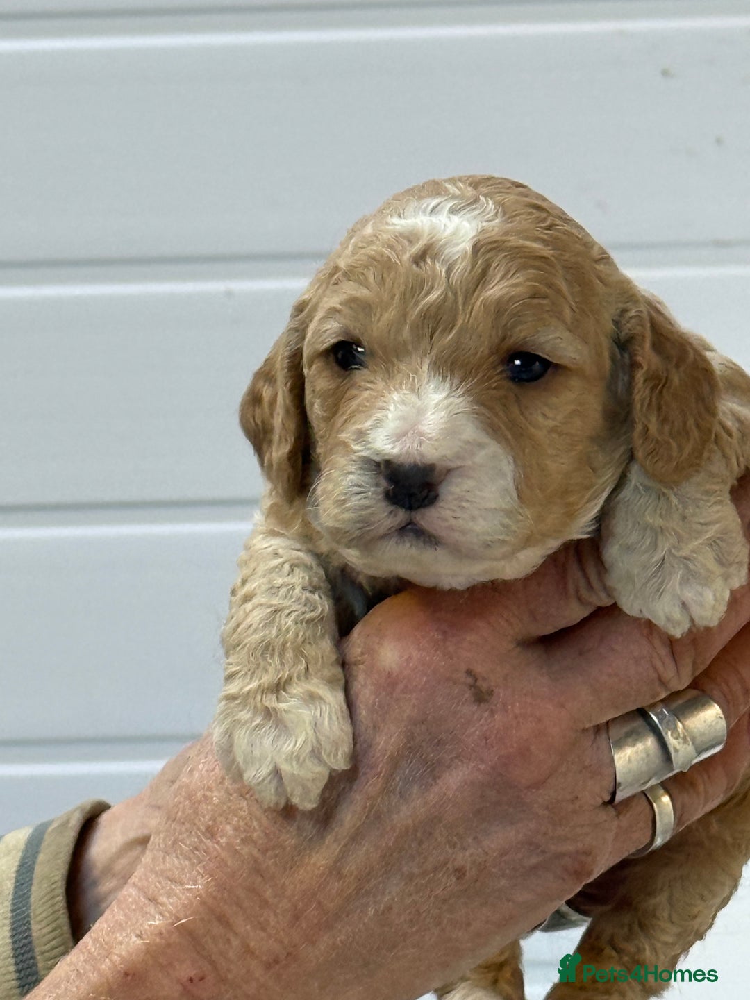 Cockapoo dogs for sale: Stunning F1B Cockapoos  - Advert 9