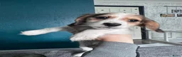 Miniature Dachshund dogs for sale: Beautiful piebald long-haired Miniature Dachshund  in Paisley - Advert 3