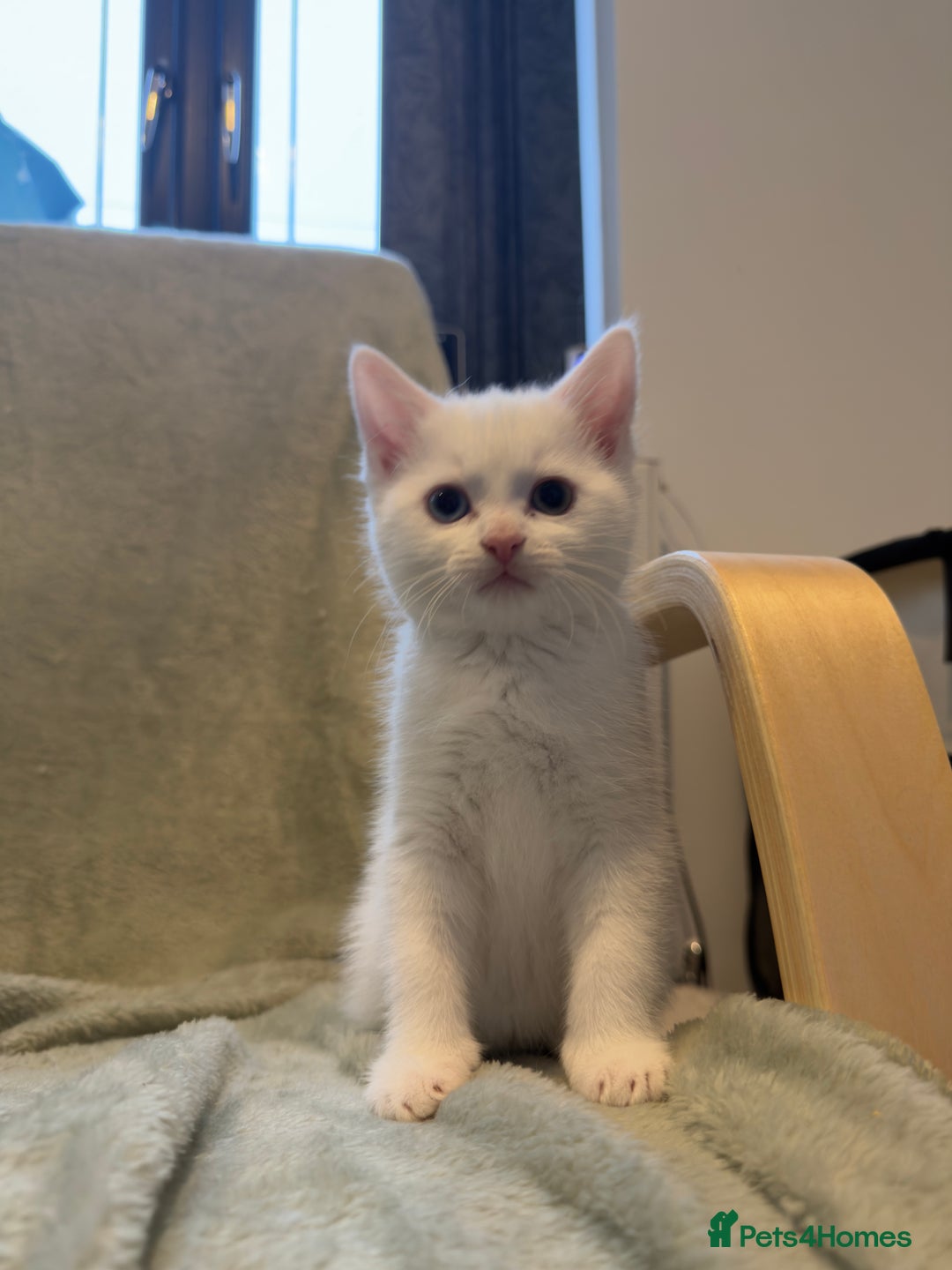 Mixed Breed cats for sale: 3 beautiful kittens available  - Advert 16