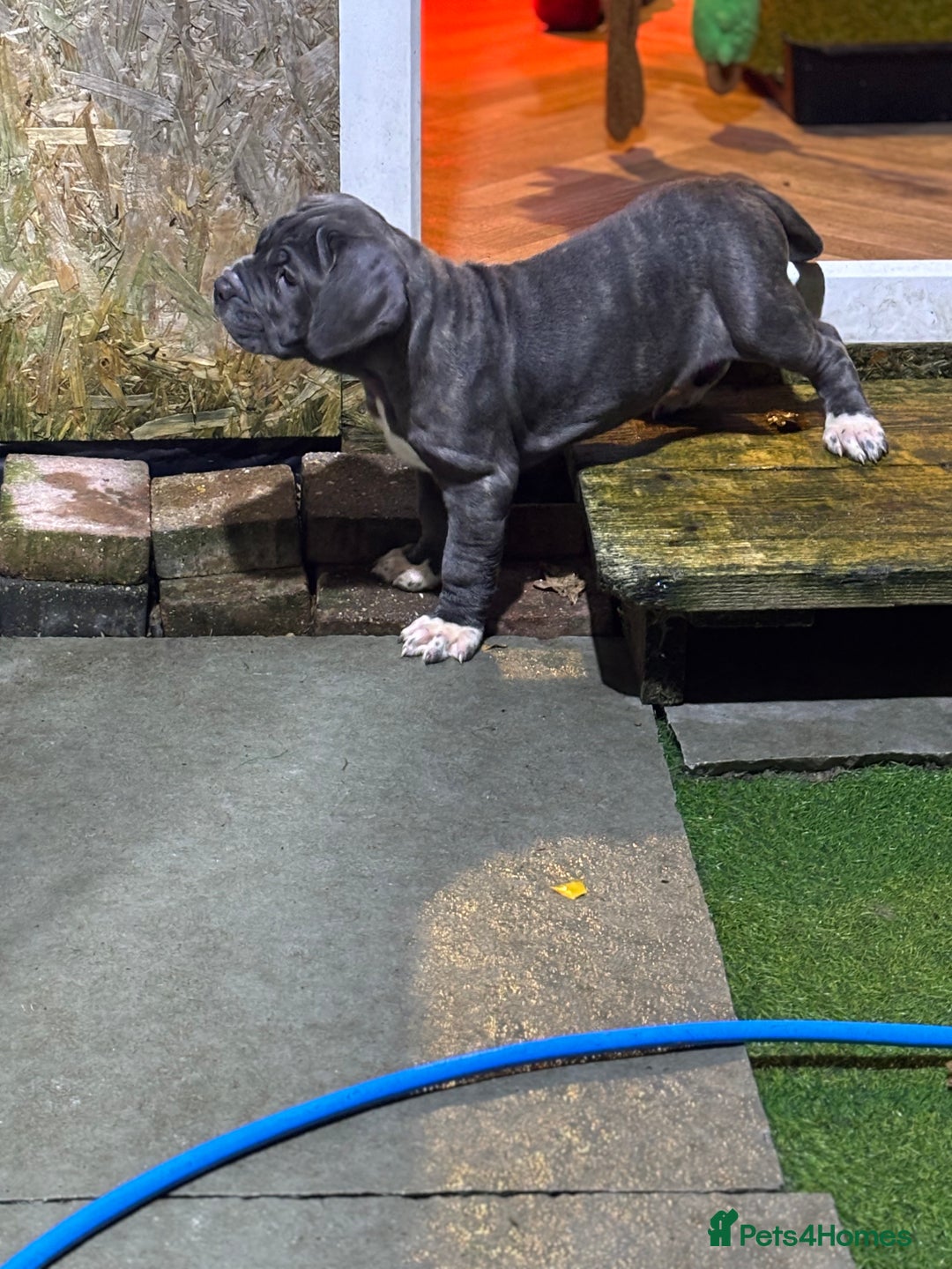 Neapolitan Mastiff dogs for sale: Mastiffs - Advert 8