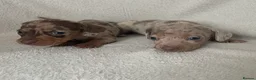 Miniature Dachshund dogs for sale: 💖Gorgeous mini dachshund puppies💙 - Advert 9