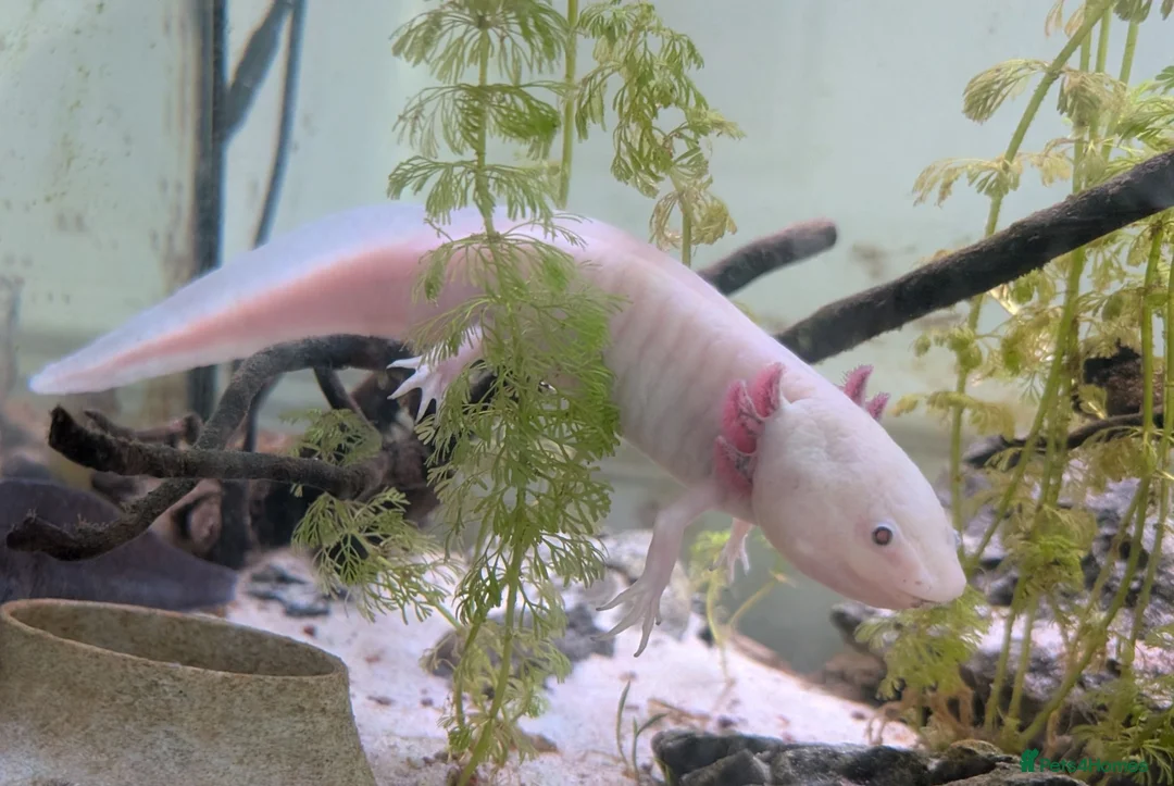 Axolotl reptiles for sale: Two Axolotls for sale - Advert 2
