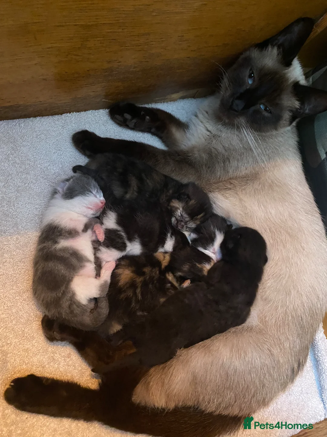 Siamese cats for sale: Five beautiful Siamese mix kittens - Advert 1