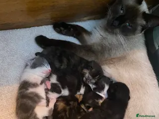 Siamese cats Five beautiful Siamese mix kittens - Advert 1