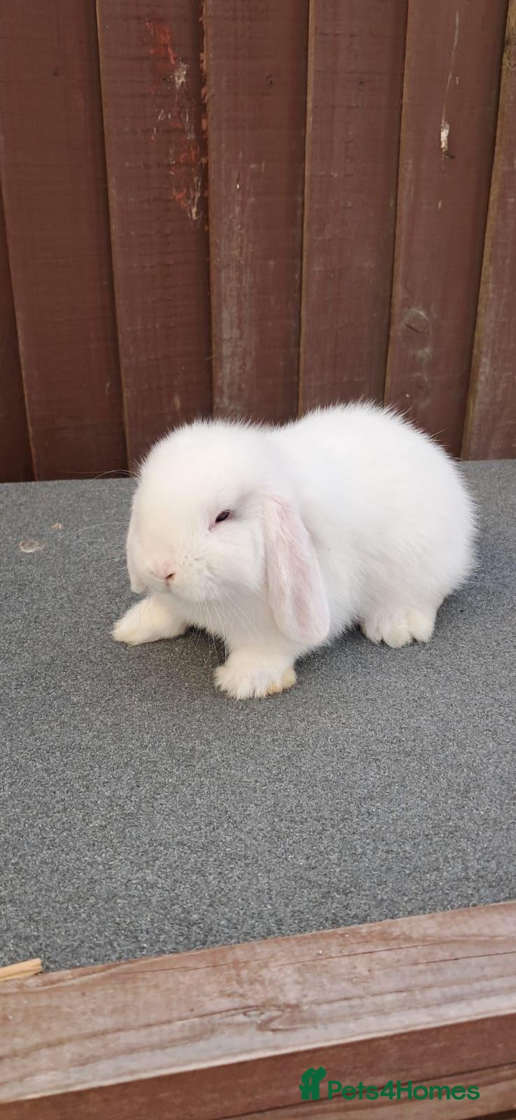 Mini Lop rabbits Purebred Minilops available to Reserve - Advert 1