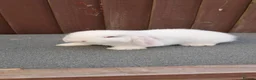 Mini Lop rabbits for sale: Purebred Minilops available to Reserve - Advert 1