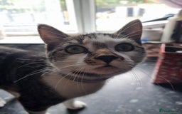 Mixed Breed cats for sale: Free 18 weeks 2 kittens free  - Image 1