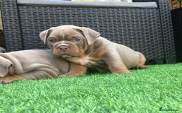 Olde English Bulldogge dogs for sale: 07496730941 : lilac tri Olde English Bulldogges - Image 5