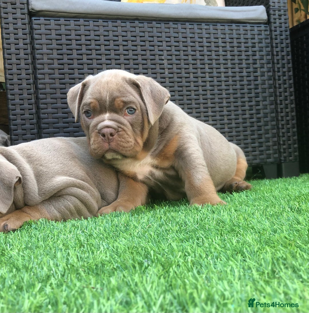 Olde English Bulldogge dogs for sale: 07496730941 : lilac tri Olde English Bulldogges - Image 5