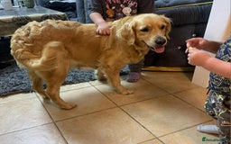 Golden Retriever dogs for sale: Golden retriever  - Image 5