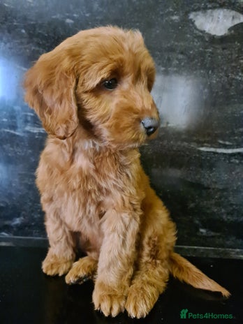 Cockapoo dogs - Advert 10