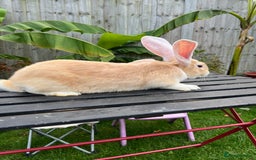 Continental Giant rabbits for sale: Continental Giants - Image 9