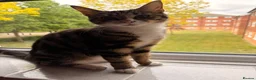 British Shorthair cats for sale: Rescue tabby cat in London - Advert 8