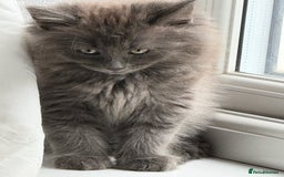 Mixed Breed cats for sale: Fluffy Turkish Angora mixed breed kittens  - Image 15
