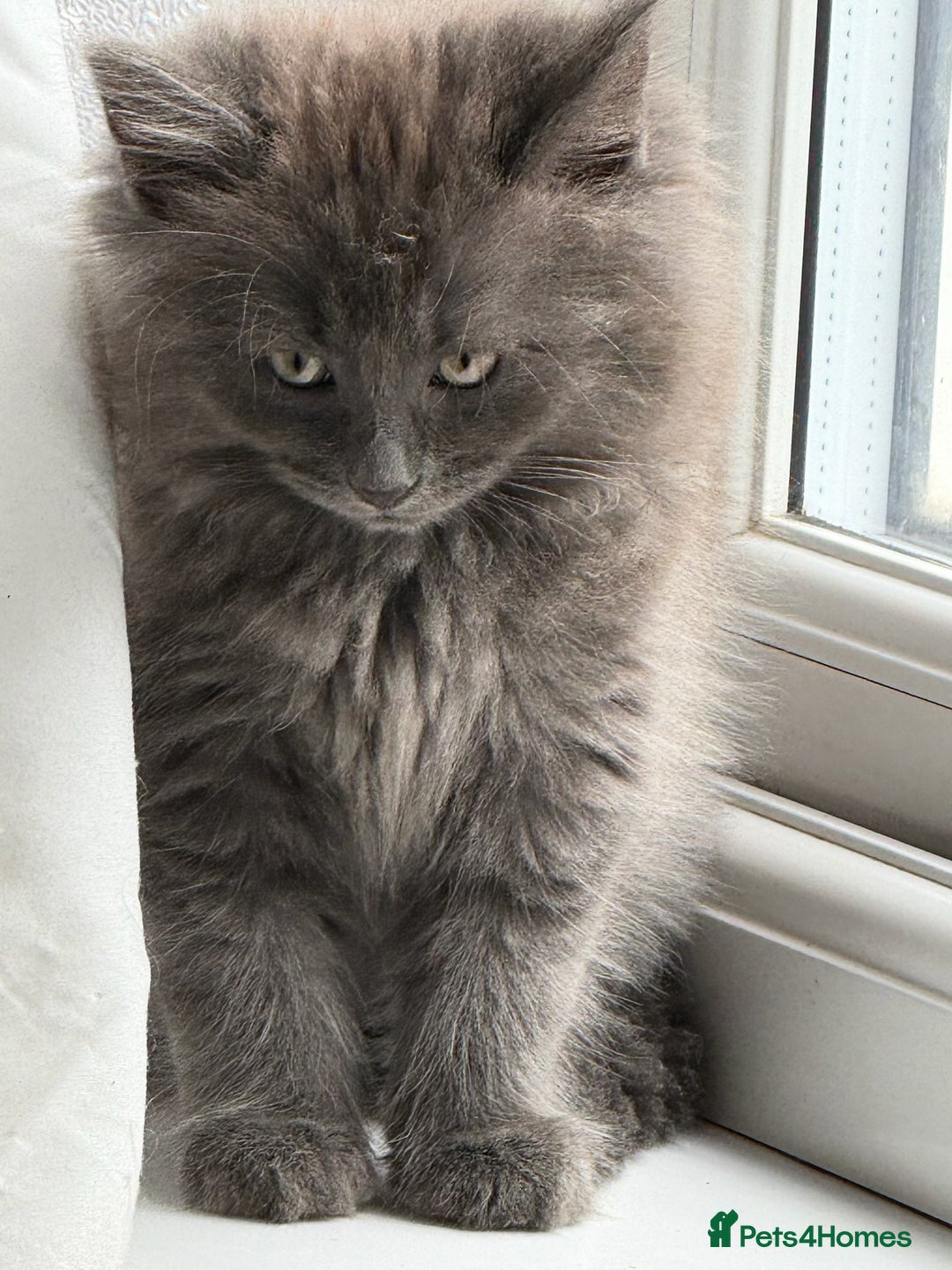 Mixed Breed cats for sale: Fluffy Turkish Angora mixed breed kittens  - Image 15