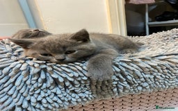 British Shorthair cats for sale: BRITISH kitties READY NOW  - Image 3