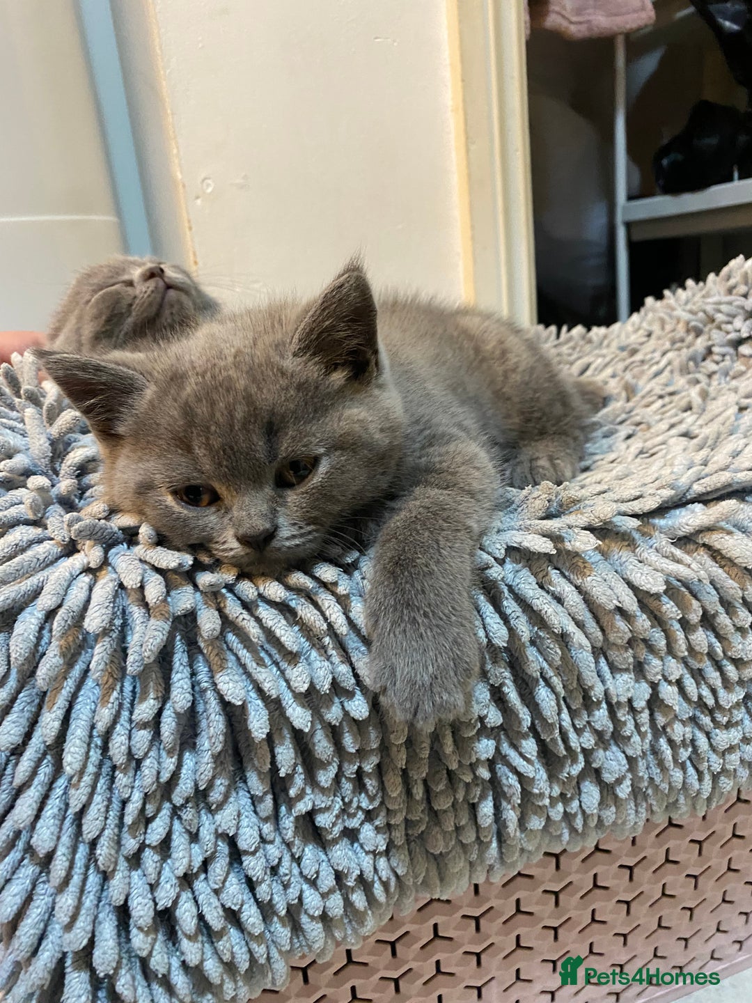 British Shorthair cats for sale: BRITISH kitties READY NOW  - Image 3