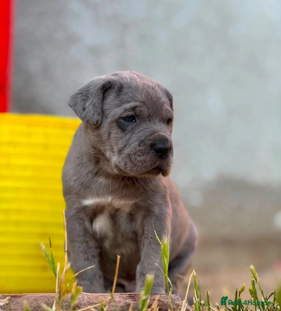Neapolitan Mastiff dogs for sale: 🐾Neapolitan Mastiff Puppies- Ready Now!🐾 in Rayleigh - Advert 6