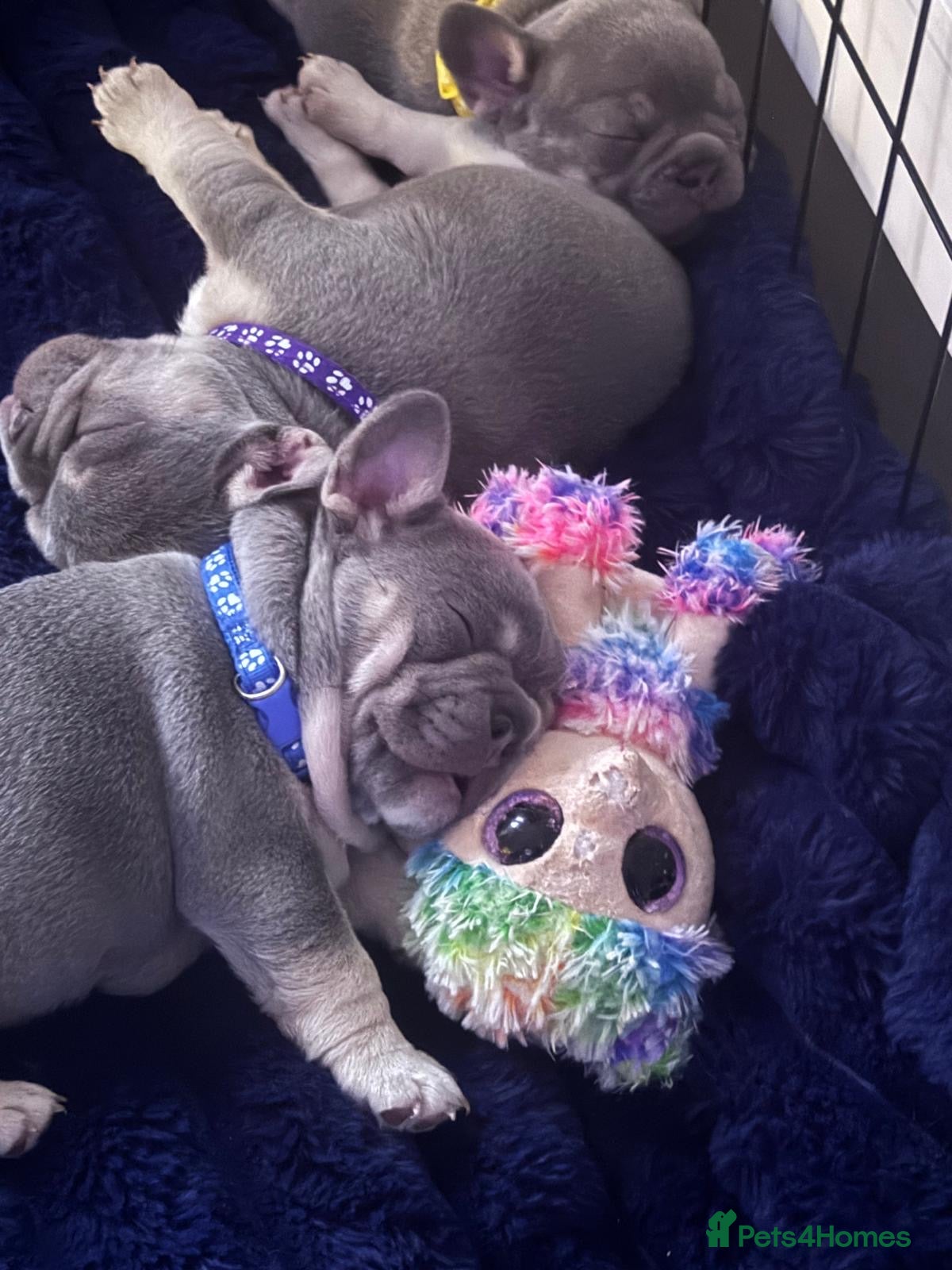 French Bulldog dogs Lilac & Tan KC Reg French Bulldog puppies  - Advert 17
