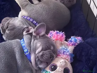 French Bulldog dogs Lilac & Tan KC Reg French Bulldog puppies - Advert 17