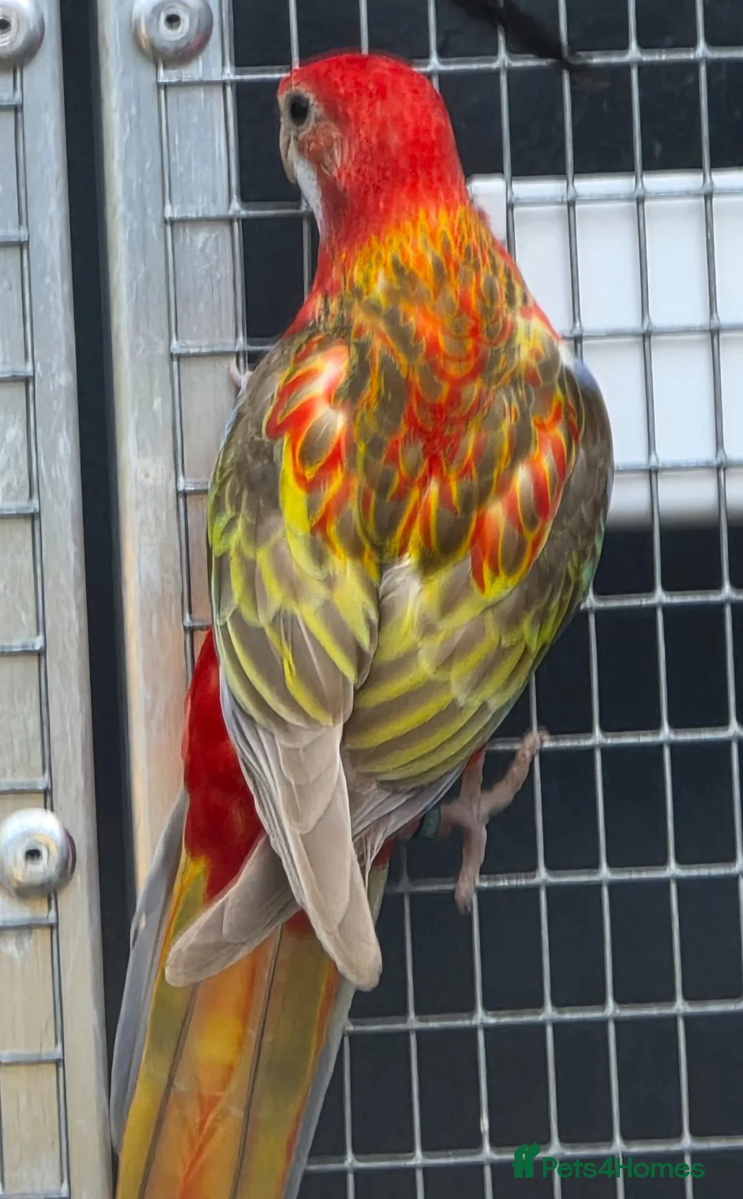 Parakeets birds for sale: Young Pastel Opeline Red Rosella - Advert 3