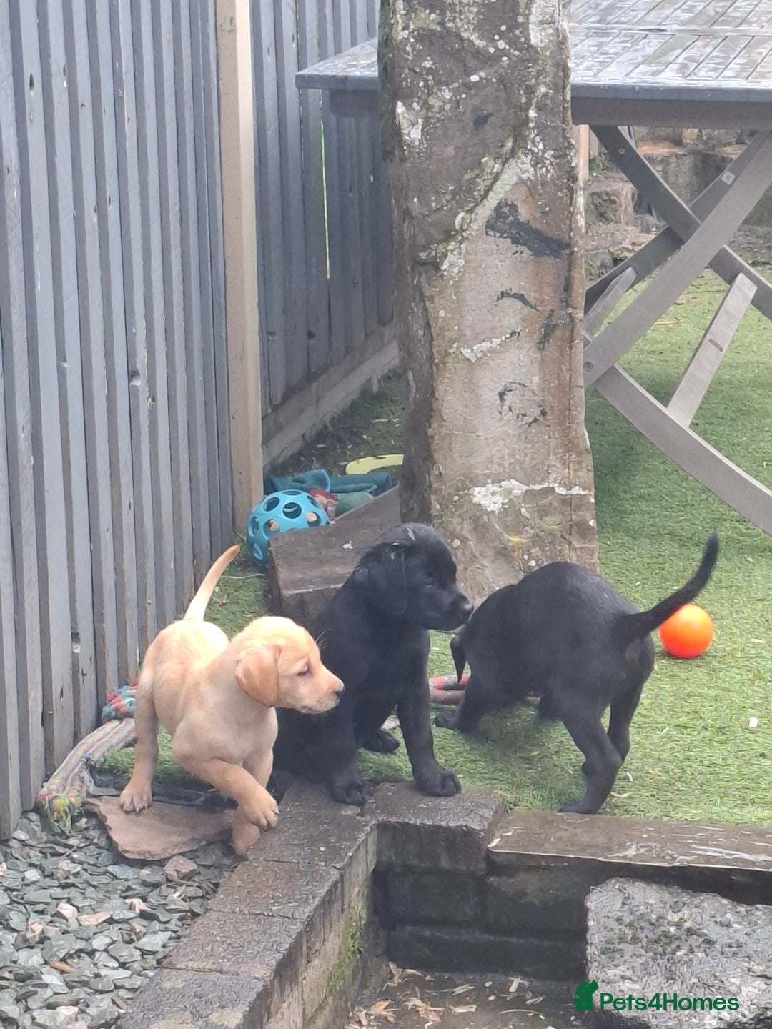 Labrador Retriever dogs for sale: Beautiful Labrador Puppies **READY NOW** - Image 4