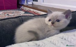 Mixed Breed cats for sale: Stunning Persian x Siamese kittens - Image 17