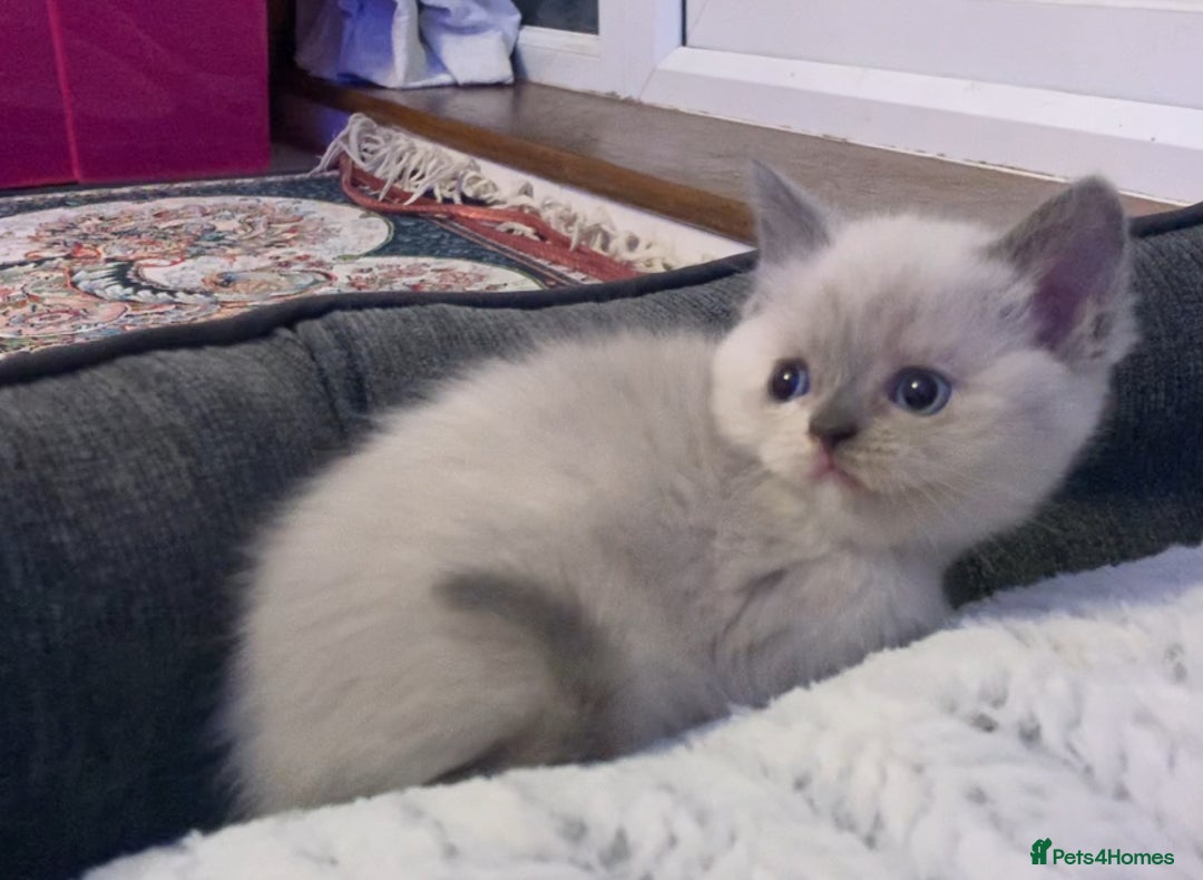 Mixed Breed cats for sale: Stunning Persian x Siamese kittens - Image 17