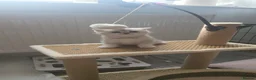 British Shorthair cats for sale: Amazing Scottish fold girls - Advert 4