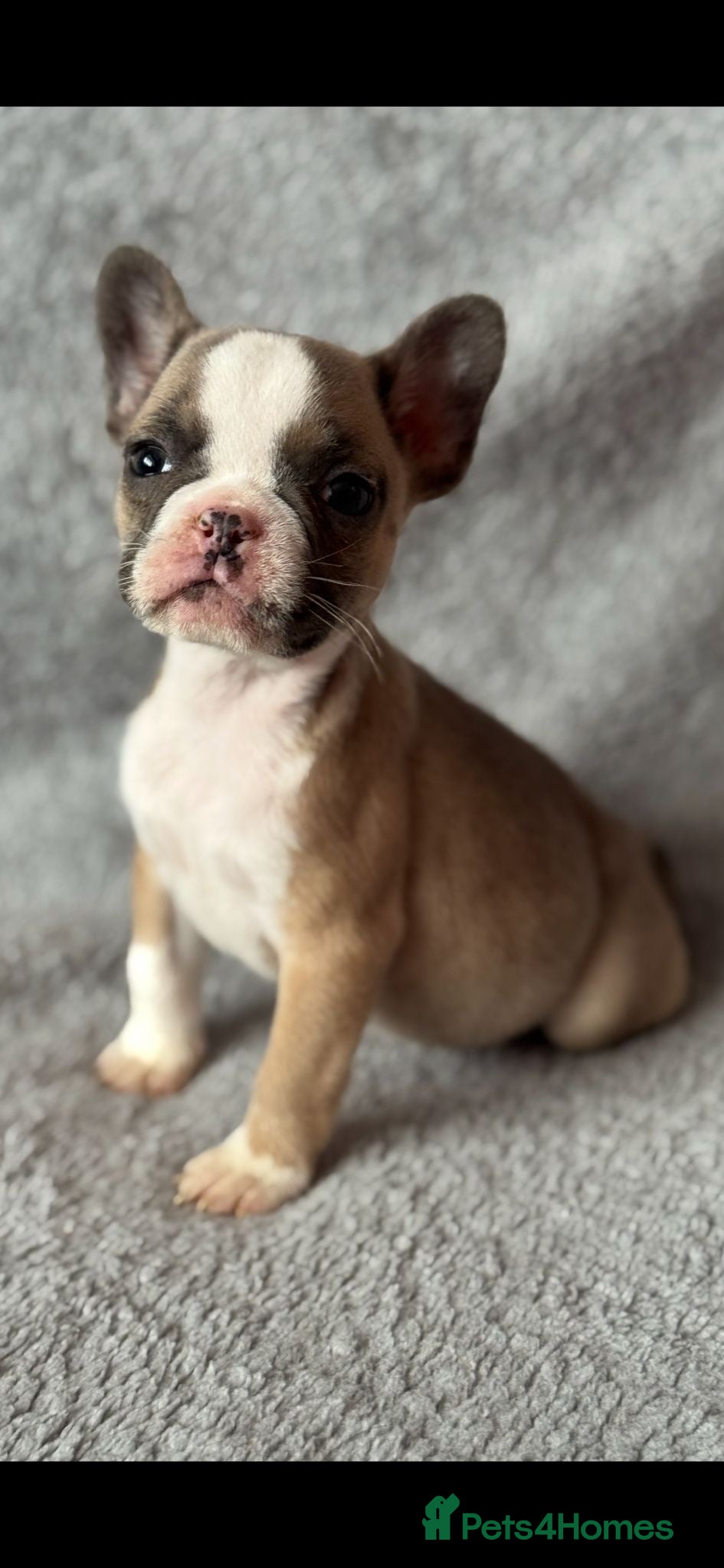 French Bulldog dogs 🐶 Last Girl From Litter Of 8 🐶 - Advert 1