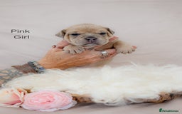 Olde English Bulldogge dogs for sale: Olde english bulldog  - Image 5