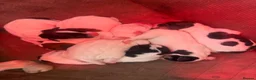 Jack Russell dogs for sale: 6 beautiful Jack russle puppies  in Bristol - Advert 2