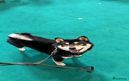 Japanese Shiba Inu dogs for sale: 	“Shiba Inu Puppies – Champion Pedigree, DNA Clear - Image 18