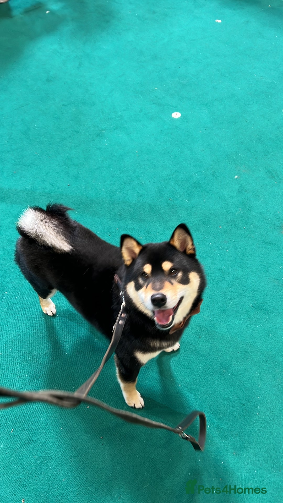 Japanese Shiba Inu dogs for sale: 	“Shiba Inu Puppies – Champion Pedigree, DNA Clear - Image 18