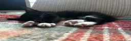 Domestic Shorthair cats for sale: Tuxedo male kitten 🐈‍⬛  - Advert 3