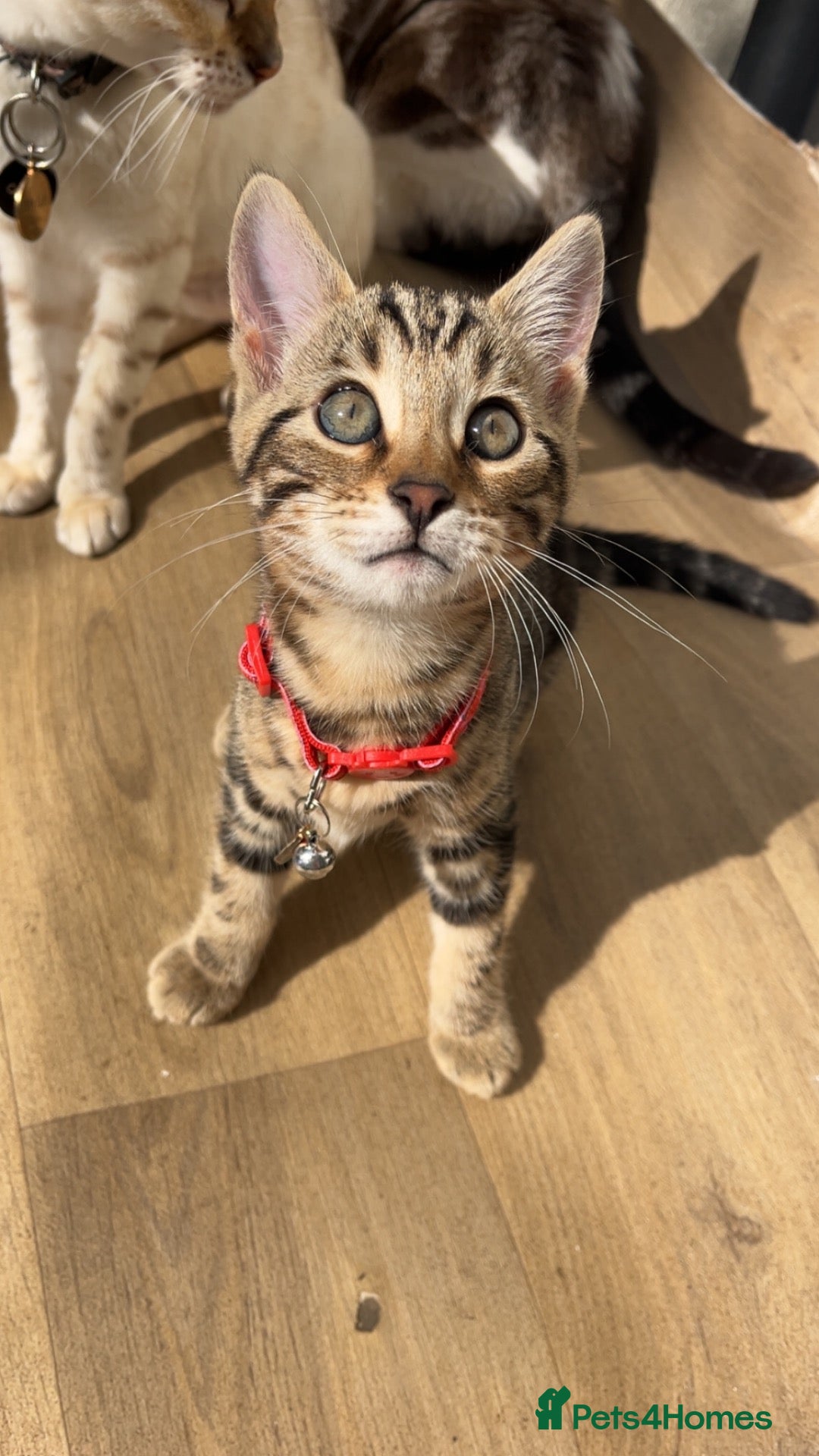 Bengal cats for sale: Bengal kittens🐾 - Advert 3