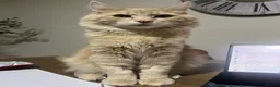 Maine Coon cats for sale: Maine Coon Male 7 months - cream/light ginger  - Advert 25