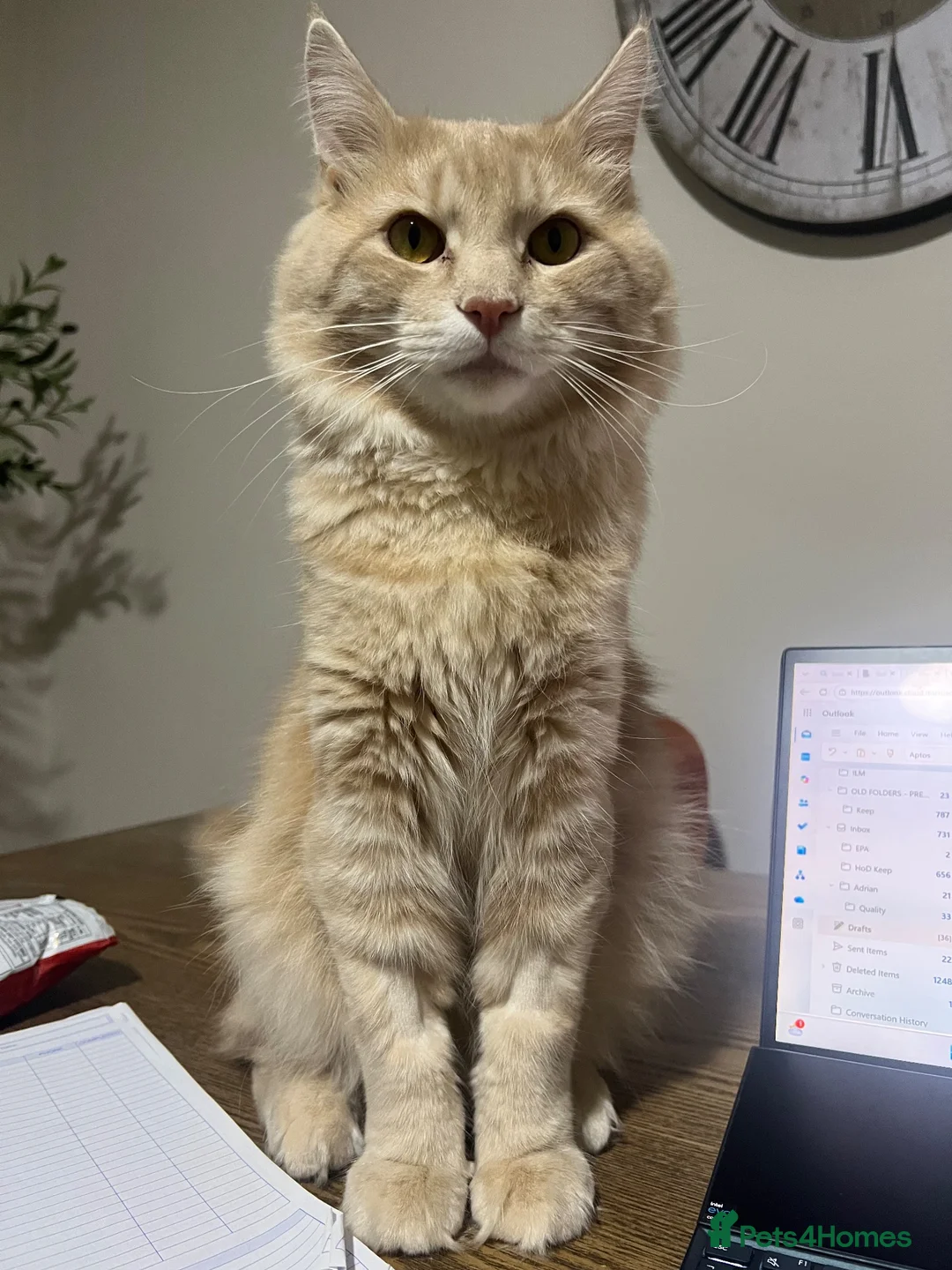 Maine Coon cats for sale: Maine Coon Male 7 months - cream/light ginger  - Advert 25