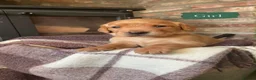 Cockerdor dogs for sale: Gorgeous cockerdor puppies  in Bridlington - Advert 5