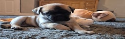 Bullmastiff dogs for sale: Beautiful Bullmastiff Puppy  - Advert 1