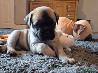 Bullmastiff dogs Beautiful Bullmastiff Puppy - Advert 13