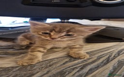 Domestic Shorthair cats for sale: 4 beautiful kittens, ready to go 2nd September  - Image 3