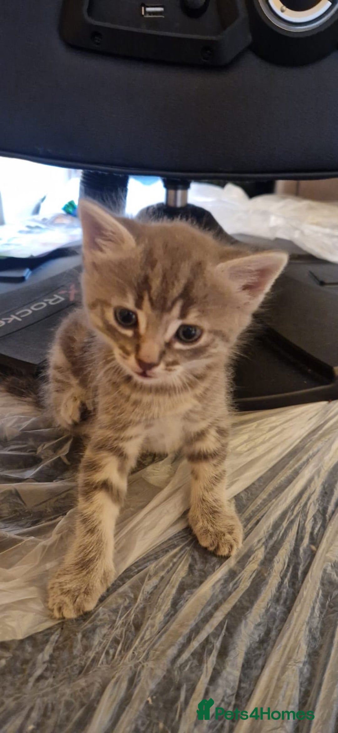 Domestic Shorthair cats for sale: 4 beautiful kittens, ready to go 2nd September  - Image 3