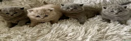 British Shorthair cats for sale: GORGEOUS PEDIGREE BRITISH SHORTHAIR  - Advert 7