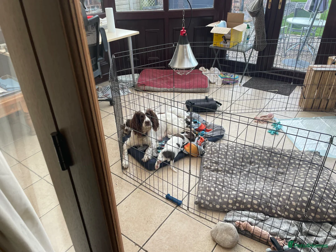 English Springer Spaniel dogs for sale: English Springer Spaniels in Chester - Advert 1