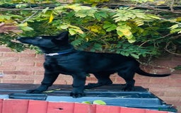 German Shepherd dogs for sale: Exceptional KC Reg DDR GSD Puppies Rare Bloodlines - Image 24