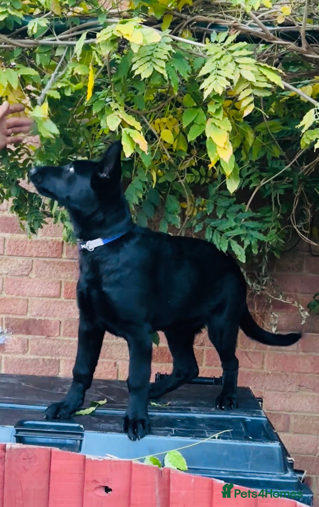German Shepherd dogs for sale: Exceptional KC Reg DDR GSD Puppies Rare Bloodlines - Image 24